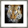 Bengal Tiger Panthera Tigris Tigris Framed Print