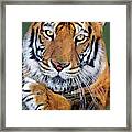 Bengal Tiger Portrait Endangered Species Wildlife Rescue Framed Print