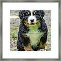 Bernese Mountain Dog Puppy Framed Print
