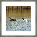 Bidston.  Bidston Moss Wildlife Reserve. Two Geese. Framed Print
