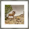 Bighorn Sheep Posing Framed Print