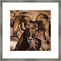 Bighorns Resting In The Afternoon Sun Framed Print