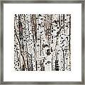 Birch Tree Grove Texture Framed Print