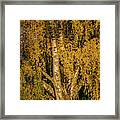 Birch Tree In The Evening Light Framed Print