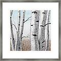 Birch Trees In Early Winter In Watercolor Framed Print