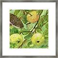 Bird And Golden Apples Framed Print