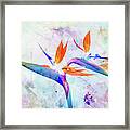 Bird Of Paradise Flower Framed Print