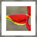 Bird Of Paradise Framed Print