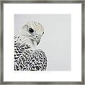 Bird Of Prey Aves, Close-up Framed Print