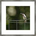 Bird On A Wire Framed Print