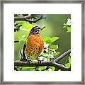 Birds - American Robin - Nature's Alarm Clock Framed Print