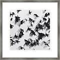 Birds Framed Print