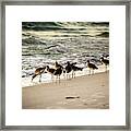 Birds On The Beach Framed Print