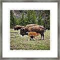 Bison Calf Feeding Framed Print