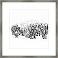 Bison In Painted Snow Framed Print