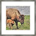 Bison Mother And Her Baby, Yellowstone Framed Print