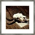 Bison Skull 006 Framed Print