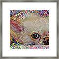 Bitsy The Chihuahua Framed Print