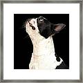 Black And White Boston Terrier Looking Framed Print