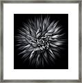 Black And White Flower Flow No 5 Framed Print