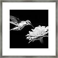 Black And White Hummingbird And Flower Framed Print