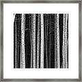 Black And White Pine Tree Trunks Framed Print