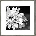 Black And White Sunrise Coreopsis Framed Print