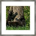 Black Bear Brood Framed Print