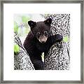 Black Bear Cub In Between Two Limbs Of Framed Print