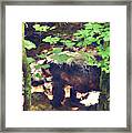 Black Bear In Woods Framed Print