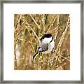 Black Capped Chickadee Print Framed Print