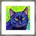 Black Cat With Chartreuse Eyes Framed Print