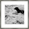 Surfer's Black Dog Framed Print