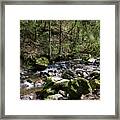 Black Forest Scene Framed Print