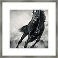 Black Horse Running Wild Black And White Framed Print
