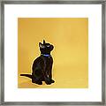 Black Kitten In Collar, Studio Shot Framed Print