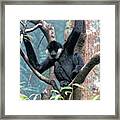 Black Monkey 2 Framed Print