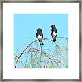 Black Phoebe Duo 8764-093019 Framed Print