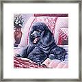 Black Poodle Framed Print