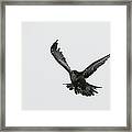 Black Raven Framed Print