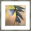 Black-veined White Framed Print