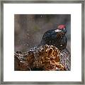 Black Woodpecker Lunch Framed Print
