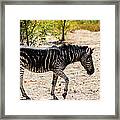 Black Zebra, Namibia Framed Print