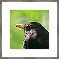 Blackbird In Dappled Shade Framed Print