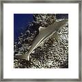 Blacktip Reef Shark Framed Print