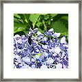 Blister Beetle On Hydrangea 2 Framed Print