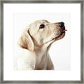 Blond Labrador Puppy Sticking Out Tongue Framed Print