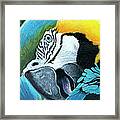 Blue & Yellow Macaws Framed Print