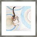 Blue Abyssinian Cat Framed Print