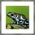 Blue And Black Dart Frog, Dendrobates Framed Print